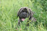 MASTIFF 041